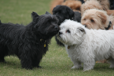 Affenpinscher Socialization Tips