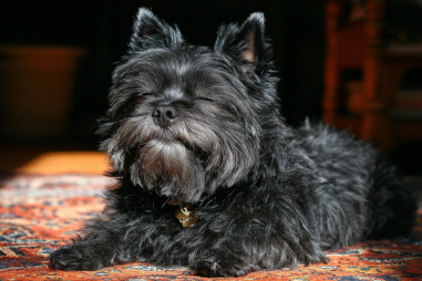 Affenpinscher Lifespan And Longevity