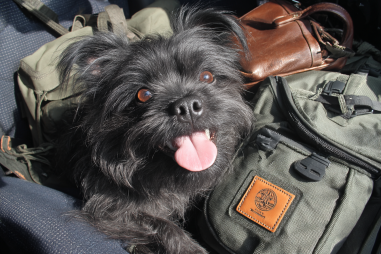 Affenpinscher Travel Tips