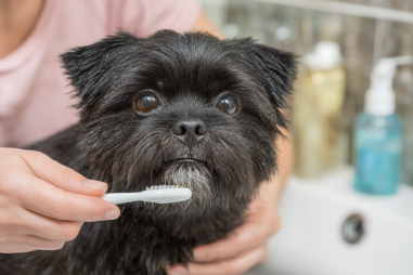 Affenpinscher Dental Care
