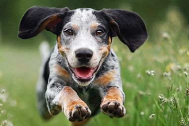 Bluetick Coonhound Temperament