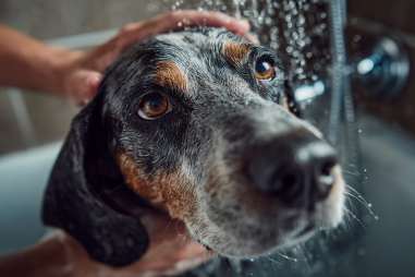 Bluetick Coonhound Grooming Guide