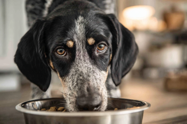 Bluetick Coonhound Diet And Nutrition