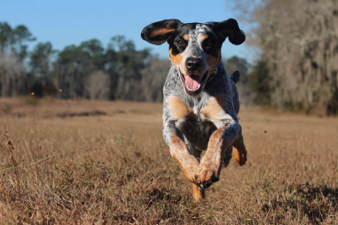 Bluetick Coonhound Exercise Needs