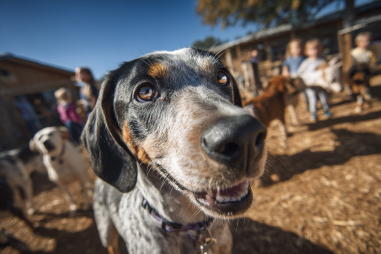 Bluetick Coonhound Socialization