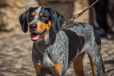 Bluetick Coonhound Lifespan And Care Tips