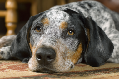Bluetick Coonhound Behavior Problems