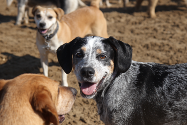 Bluetick Coonhound Social Needs