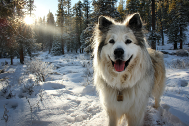 Chinook Dog Breed Characteristics