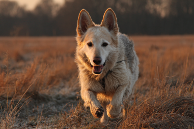 Chinook Dog Exercise Requirements