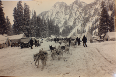 Chinook Dog History And Origin