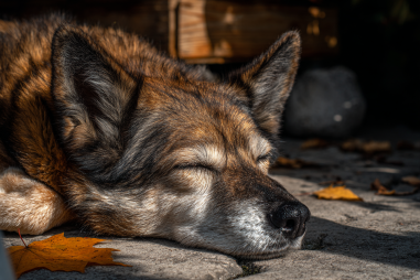 Chinook Dog Lifespan And Aging