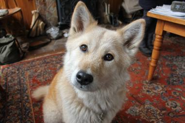 Chinook Dog Temperament And Personality