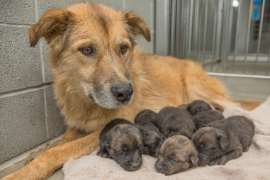 Chinook Dog Breeding Information