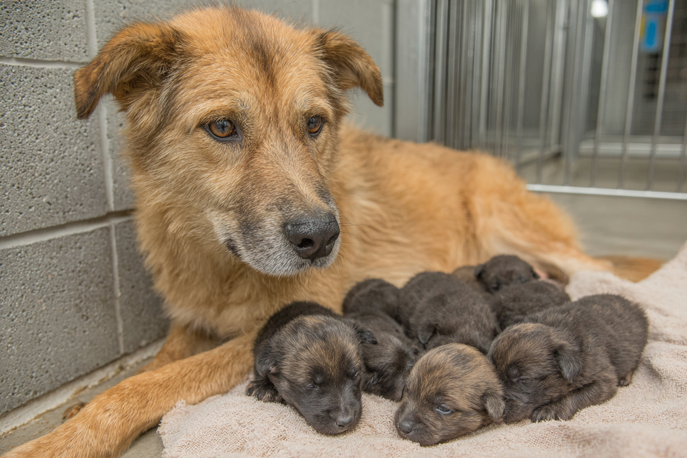 Chinook Dog Breeding Information