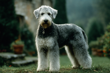 Bedlington Terrier Breed Characteristics