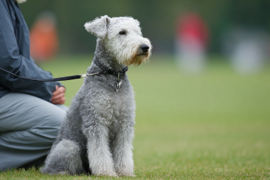 Bedlington Terrier Health Issues