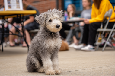 Bedlington Terrier Training Techniques