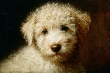 History Of The Bedlington Terrier