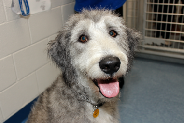 Bedlington Terrier Rescue And Adoption