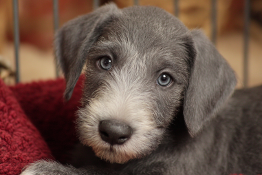 Bedlington Terrier Breeders And Buying Tips