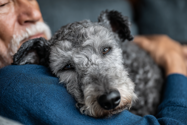 Bedlington Terrier Lifespan And Aging Care