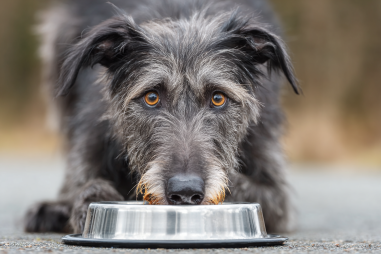 Scottish Deerhound Diet And Nutrition