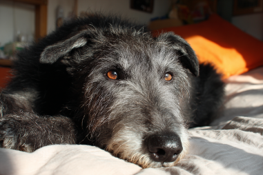 Scottish Deerhound Senior Care Advice