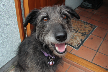 Scottish Deerhound Rescue And Adoption