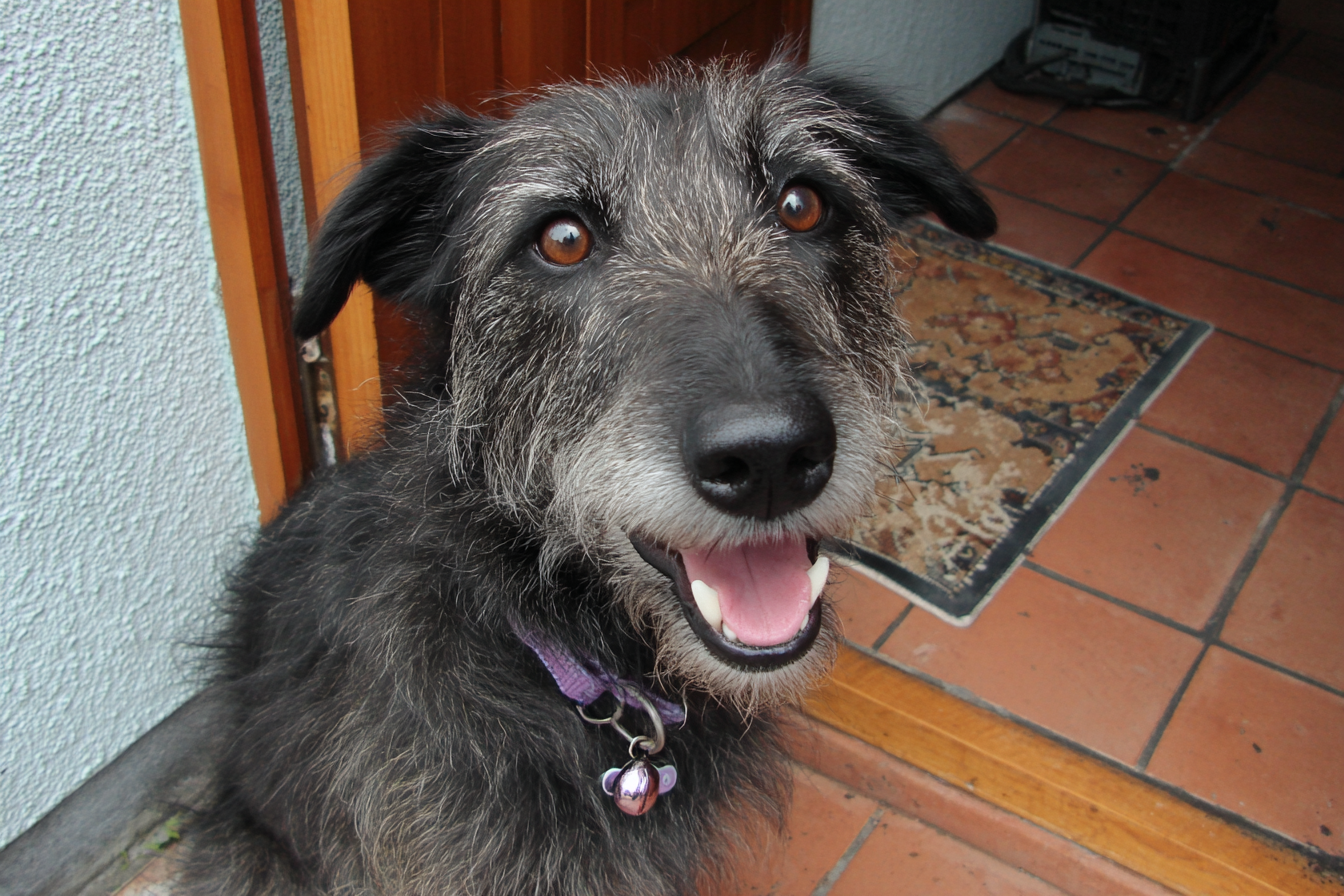 Scottish Deerhound Rescue And Adoption