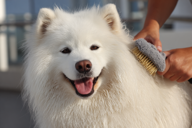 American Eskimo Dog Grooming Tips