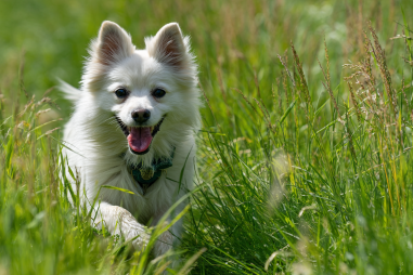 American Eskimo Dog Exercise Requirements