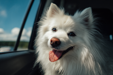 American Eskimo Dog Travel Tips