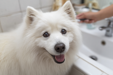 American Eskimo Dog Dental Care