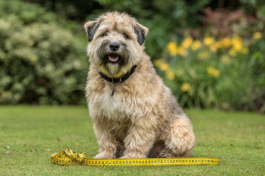 Soft Coated Wheaten Terrier Size And Weight