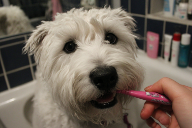 Soft Coated Wheaten Terrier Dental Care