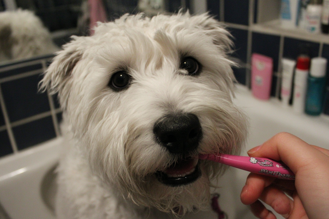 Soft Coated Wheaten Terrier Dental Care