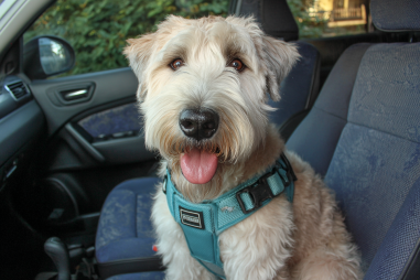 Soft Coated Wheaten Terrier Travel Tips