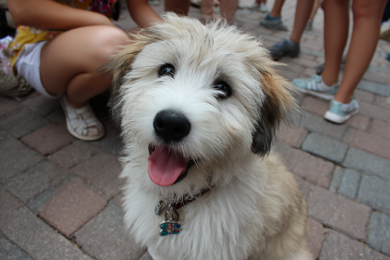 Soft Coated Wheaten Terrier Rescue And Adoption